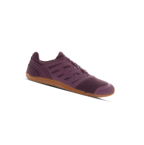 Chaussures D'entraînement Croisé Inov-8 Bare-xf 210 V3 Femme Violette | 1097-JXBMR